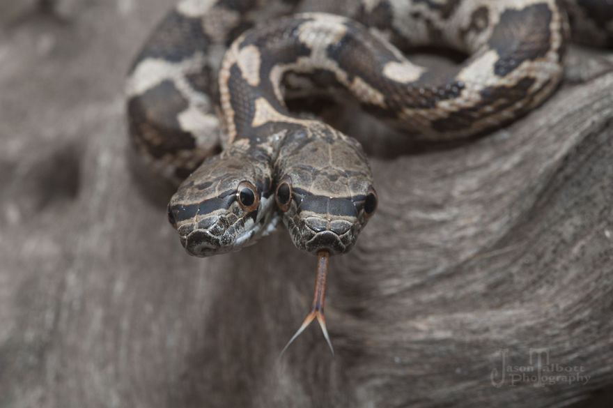 I Captured A Rare Two-Headed Snake I Captured A Rare Two-Headed Snake