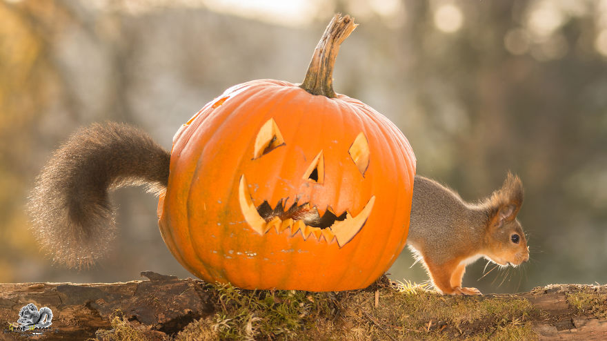 I Shoot Squirrels In My Backyard, And I Can Almost Make A Living From What I Love