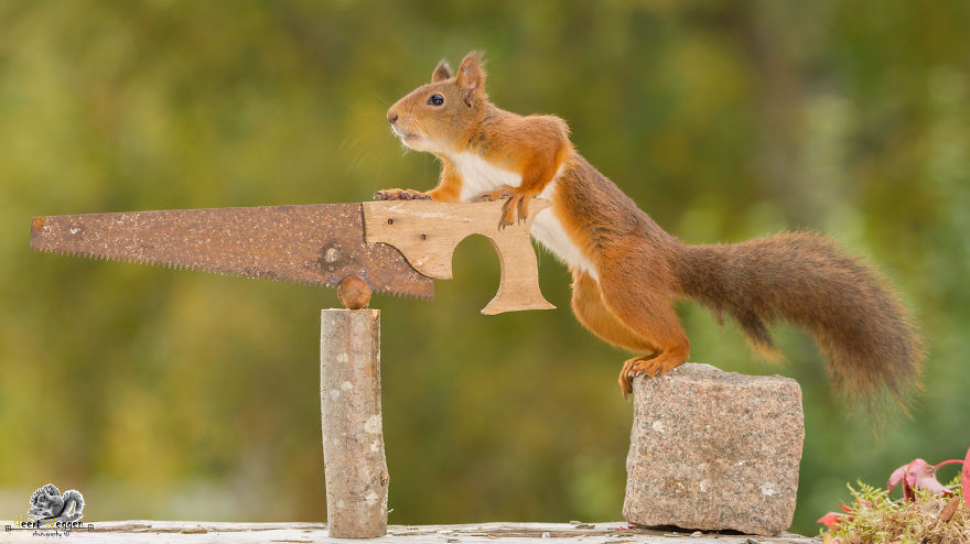 I Shoot Squirrels In My Backyard, And I Can Almost Make A Living From What I Love I Shoot Squirrels In My Backyard, And I Can Almost Make A Living From What I Love