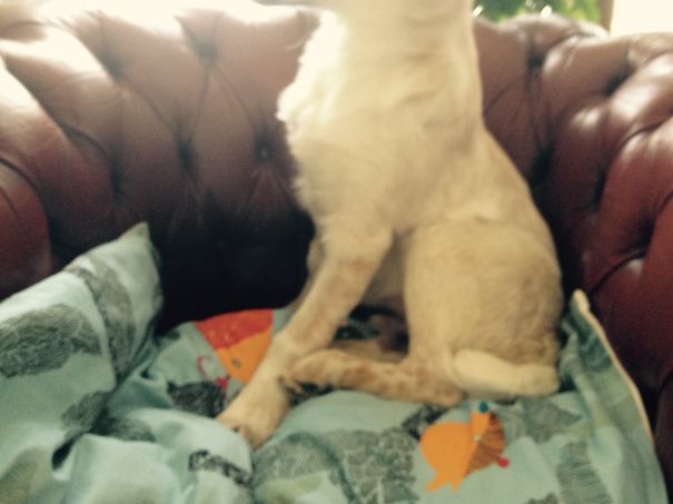 My Dog Peed On The Couch. A Huge Mistake