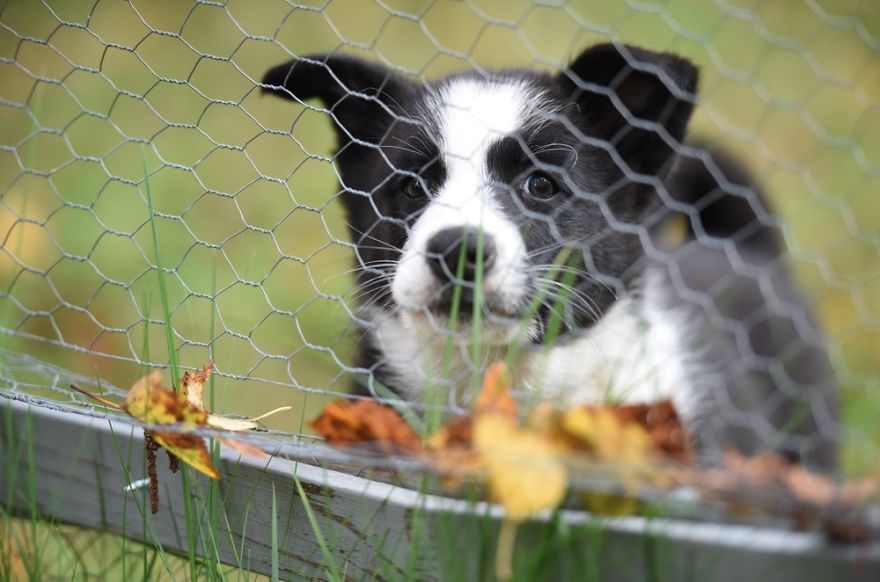 Karelian Bear Dog Puppy