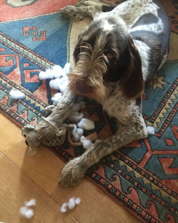 The Guilty Look Gave Him Away