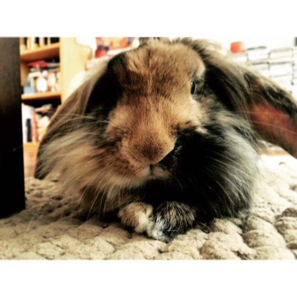 Close-up of a cute bunny with fluffy fur, lounging indoors on a cozy blanket.