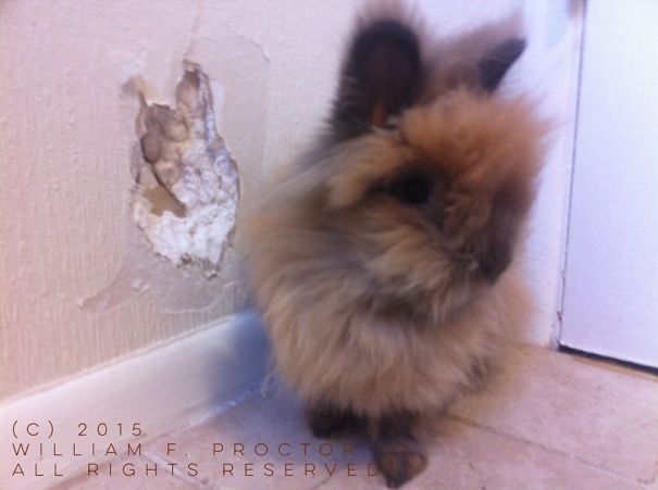 Winifred Rabbit - Self Portrait (2015) - Teethmarks In Wallpaper, Drywall - 6"x6" - $500.00 Obo