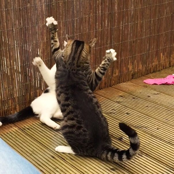 Scaring The Neighbour!