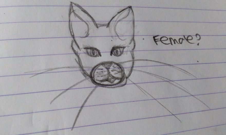 17 Cat Drawings From Within My Schoolbooks