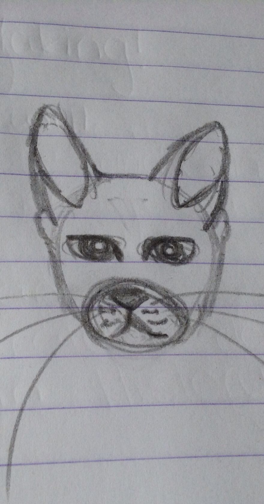 17 Cat Drawings From Within My Schoolbooks 17 Cat Drawings From Within My Schoolbooks