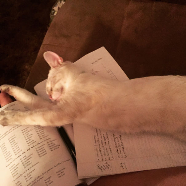 Legitimate Reason I Couldn't Do My Homework.