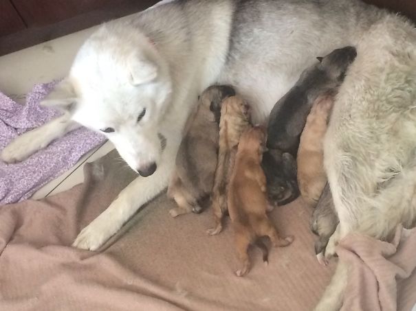 United Colors Of Huskador