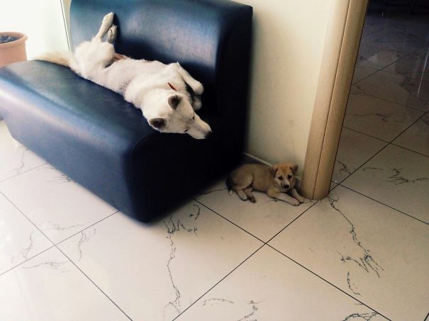 Too Short For The Couch