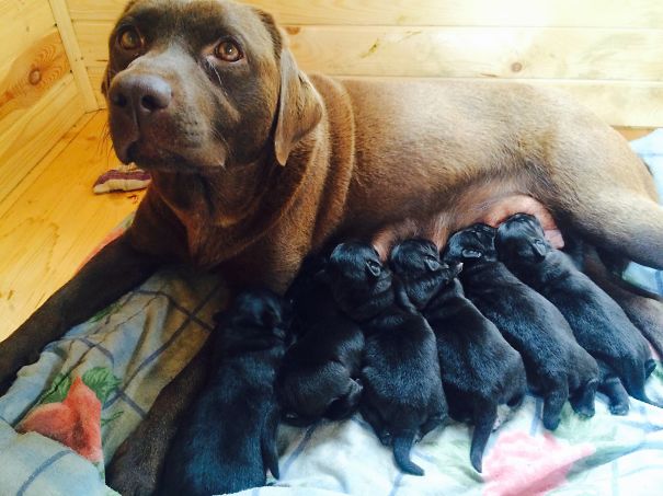 Diesel And Her Dierest 6