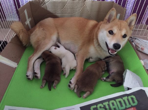 Proud Shiba Mommy