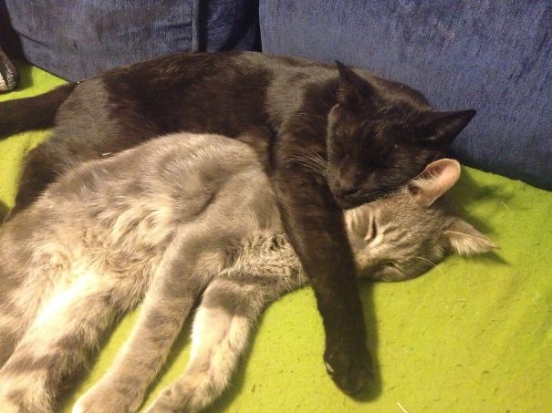 The Couch Is Theirs.