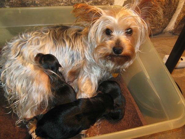 New Mommy And Her Babes