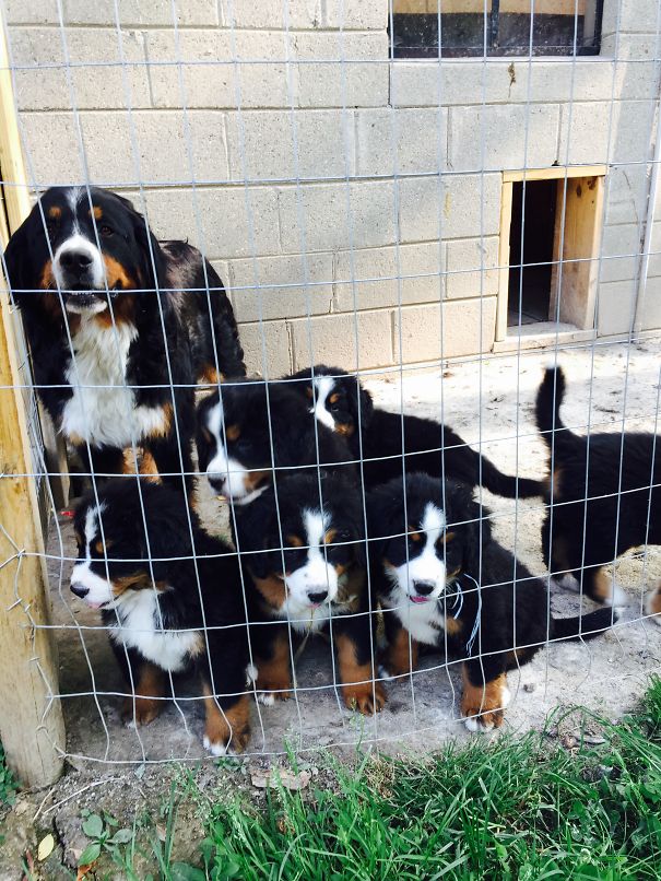 The Group Saying Goodbye To Our Puppy