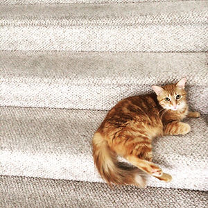 meowarfceleste avatar