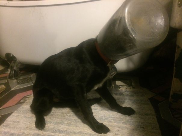 Pugsley Wonders Why We Call Him Darwin