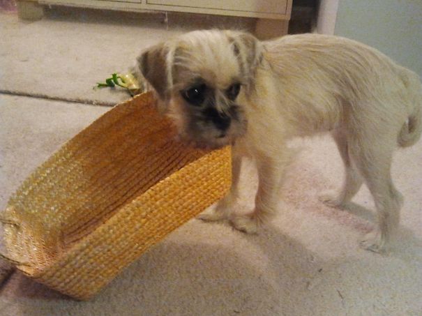 Someone's Been Caught In The Cookie Basket