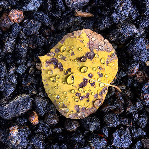 jessicamarchese avatar