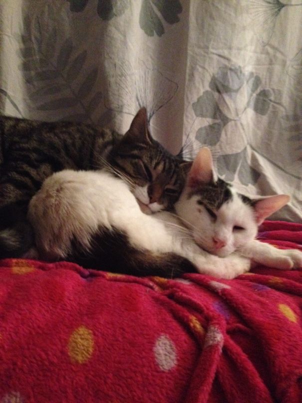 This Is The Best Pillow Ever. He Better Not Move.... Sighhhhh I Better Lay Still!