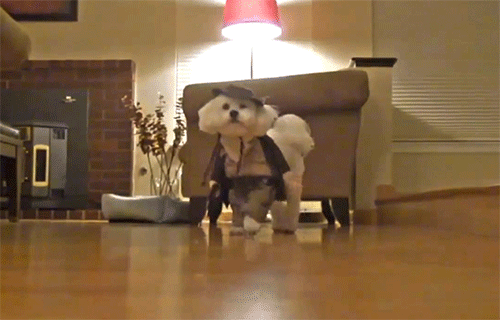 27 Furry Halloween Ideas To Make You Smile [in Gifs]