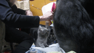 koko-gorilla-birthday-kittens-california-gif-2 koko-gorilla-birthday-kittens-california-gif-2