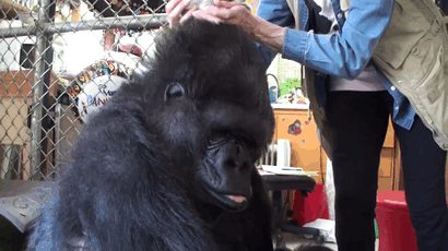 koko-gorilla-birthday-kittens-california-gif-4 koko-gorilla-birthday-kittens-california-gif-4