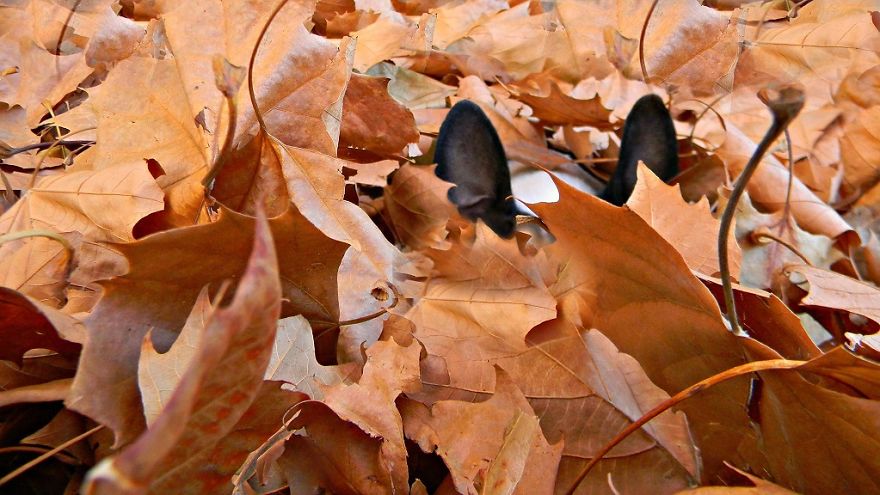 They'll Never Find Me Here!