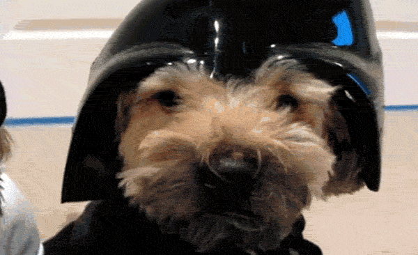 27 Furry Halloween Ideas To Make You Smile [in Gifs]