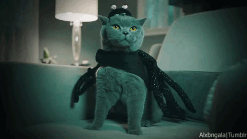 27 Furry Halloween Ideas To Make You Smile [in Gifs]