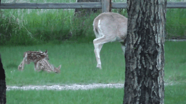 man-saves-injured-baby-deer-animal-friendship-2 man-saves-injured-baby-deer-animal-friendship-2