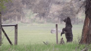 man-saves-injured-baby-deer-animal-friendship-3 man-saves-injured-baby-deer-animal-friendship-3
