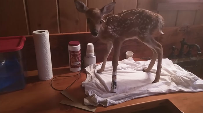 man-saves-injured-baby-deer-animal-friendship-3 man-saves-injured-baby-deer-animal-friendship-3