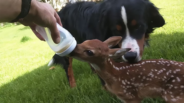 man-saves-injured-baby-deer-animal-friendship-4 man-saves-injured-baby-deer-animal-friendship-4