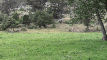 man-saves-injured-baby-deer-animal-friendship-6 man-saves-injured-baby-deer-animal-friendship-6