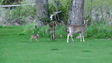 man-saves-injured-baby-deer-animal-friendship-7 man-saves-injured-baby-deer-animal-friendship-7