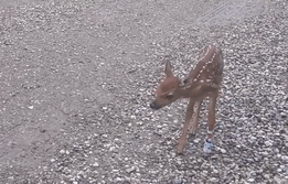 man-saves-injured-baby-deer-animal-friendship-9 man-saves-injured-baby-deer-animal-friendship-9