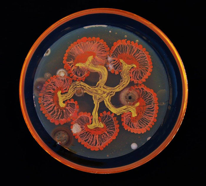 microbe-art-petri-dish-agar-contest-van-gogh-starry-night-american-society-microbiologists-37 microbe-art-petri-dish-agar-contest-van-gogh-starry-night-american-society-microbiologists-37