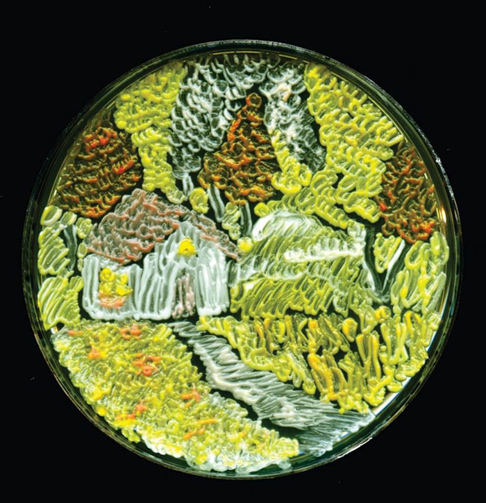 microbe-art-petri-dish-agar-contest-van-gogh-starry-night-american-society-microbiologists-41