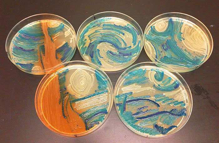 microbe-art-petri-dish-agar-contest-van-gogh-starry-night-american-society-microbiologists-43 microbe-art-petri-dish-agar-contest-van-gogh-starry-night-american-society-microbiologists-43