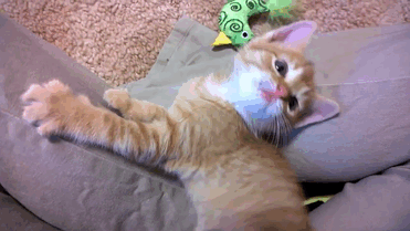 motorcycle-rider-saves-kitten-road-intersection-skid-7