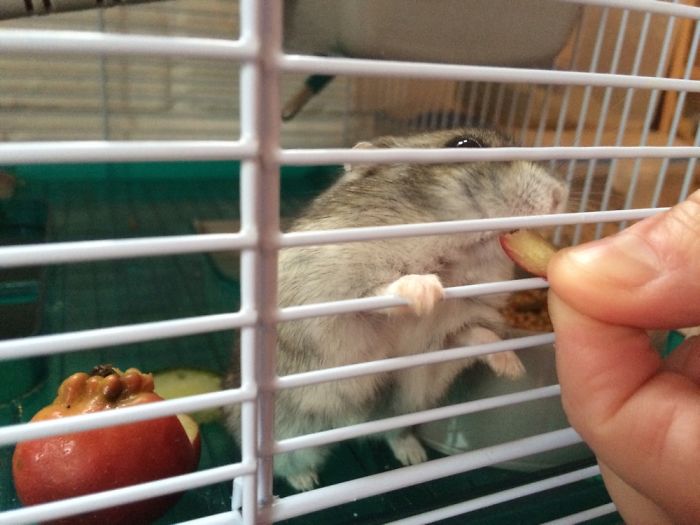 My Dwarf Hamster Eating Tiny Dwarf-like Apple