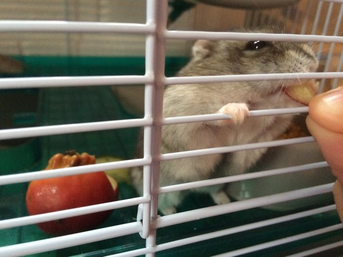 My Dwarf Hamster Eating Tiny Dwarf-like Apple