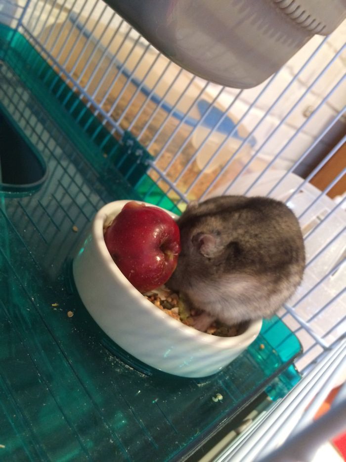 My Dwarf Hamster Eating Tiny Dwarf-like Apple