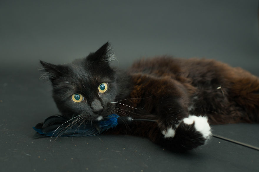 I Photograph Black Shelter Cats Because They’re The Last To Get Adopted And Are Often Euthanized I Photograph Black Shelter Cats Because They’re The Last To Get Adopted And Are Often Euthanized