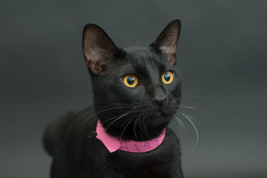 I Photograph Black Shelter Cats Because They’re The Last To Get Adopted And Are Often Euthanized I Photograph Black Shelter Cats Because They’re The Last To Get Adopted And Are Often Euthanized