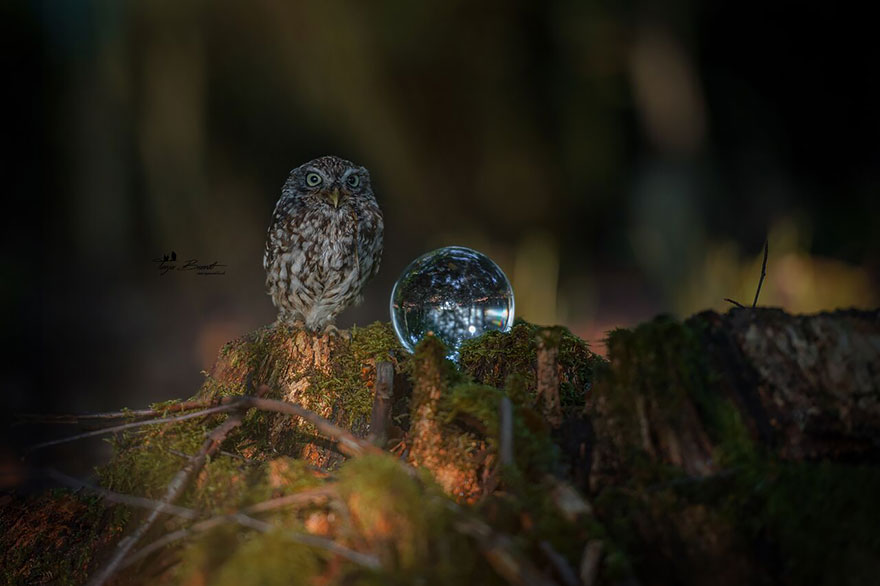 owl-and-mushrooms-tanja-brandt-10 owl-and-mushrooms-tanja-brandt-10