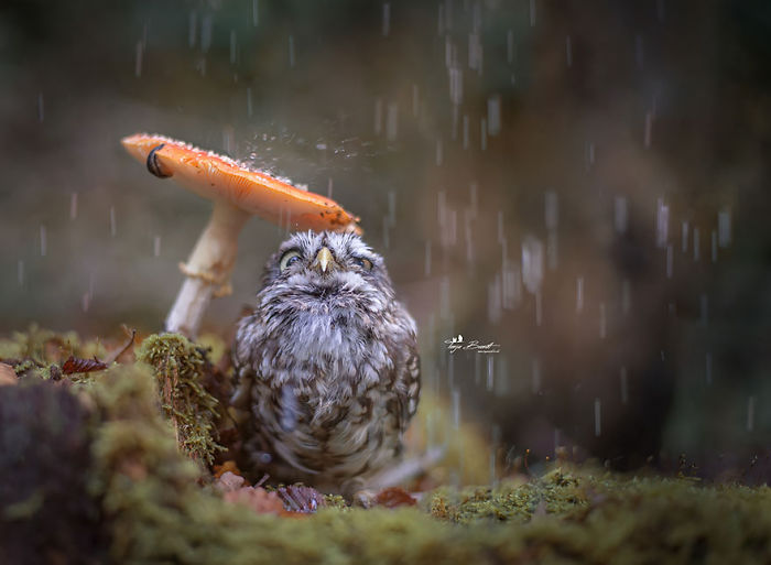 Cute Tiny Owl Goes Viral So We Interviewed The Photographer (10 Pics)