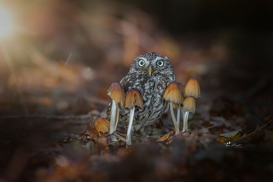 Cute Tiny Owl Goes Viral So We Interviewed The Photographer (10 Pics) Cute Tiny Owl Goes Viral So We Interviewed The Photographer (10 Pics)
