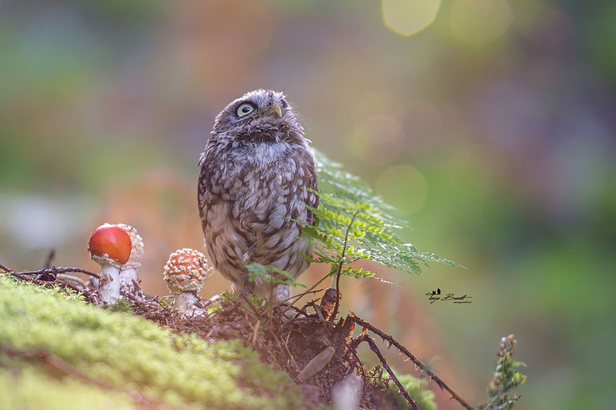 Cute Tiny Owl Goes Viral So We Interviewed The Photographer (10 Pics)